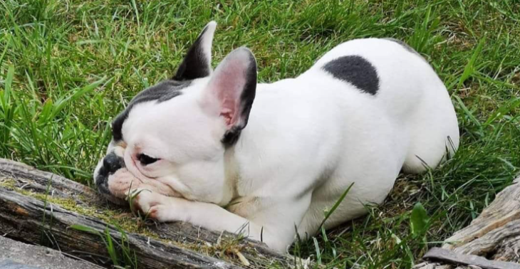 Operatie voor onze lieve viervoeter Bully🐾