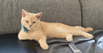 Help mijn katje met FIP