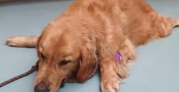 Hond wil een pijnvrij leven