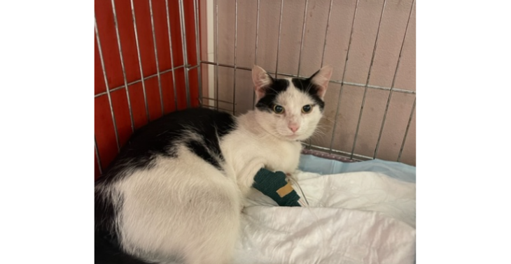 Help Tima!