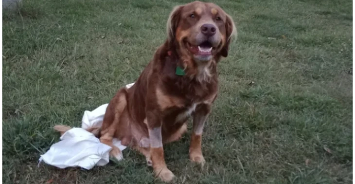 Please help my dog get surgery.