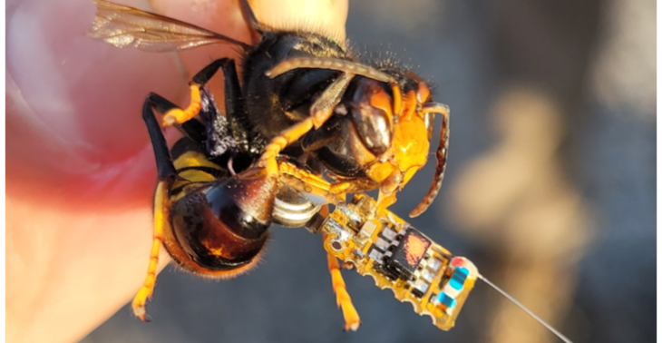 Steun snellere bestrijding v/d Aziatische Hoornaar en bescherm de honingbij