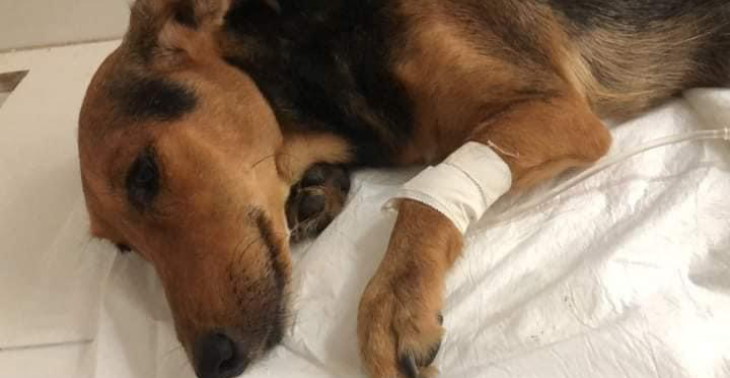 „Bitte helfen Sie mir, sechs verletzte und ausgesetzte Hunde zu versorgen u