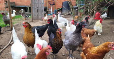 Kinderboerderij