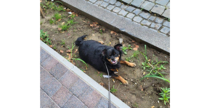 Hondje nina ongeneeslijk ziek tumor
