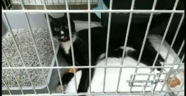 Steun Dobby. Poes gewond binnen gebracht bij dierenarts.