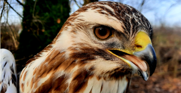 Steun Animal Rescue Service