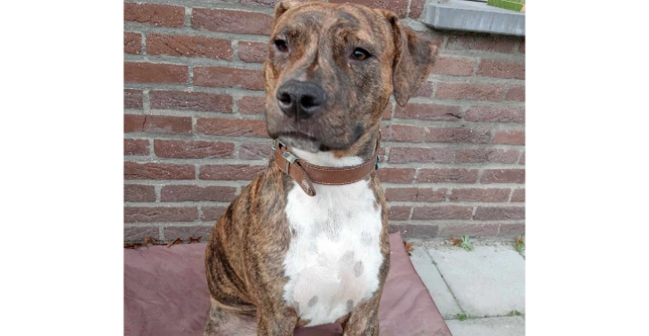 HELP obi met operatie