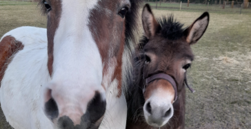 Help de dieren