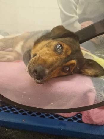 inbound1421387519621718402.