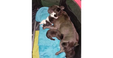Herniaoperatie Franse Bulldog