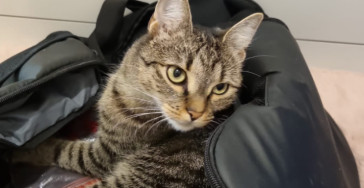 Operation für Simba