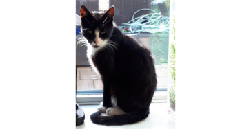 Mijn lieve kat opereren of inslapen