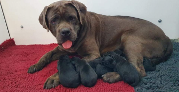 Crowdfunding cane corso mama & pups