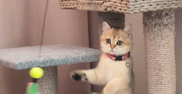 Help Momo walk and play Painfree