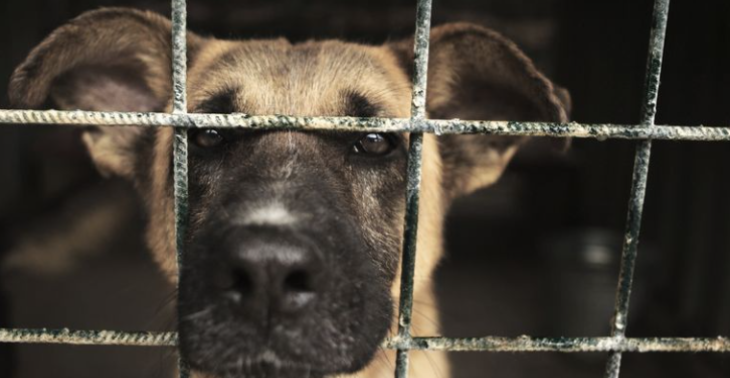 dierenverwaarloosing