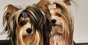 Biewer Terrier Club Nederland