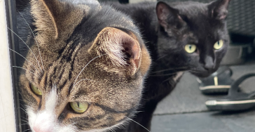 Hulp voor mijn katten.. 🐱