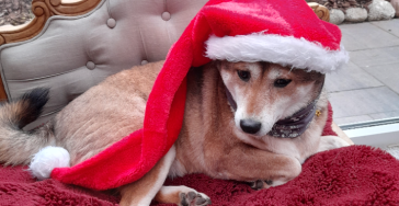 Weihnachtswunsch koreanische Hunde