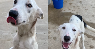 Honden die op straat gezet worden