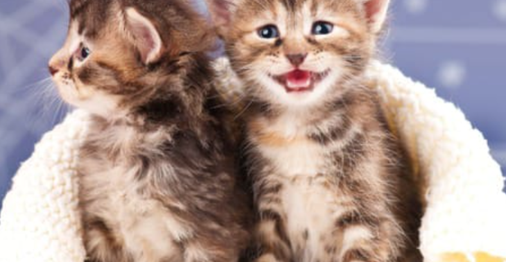Help zwerfkatten en kittens in de regio