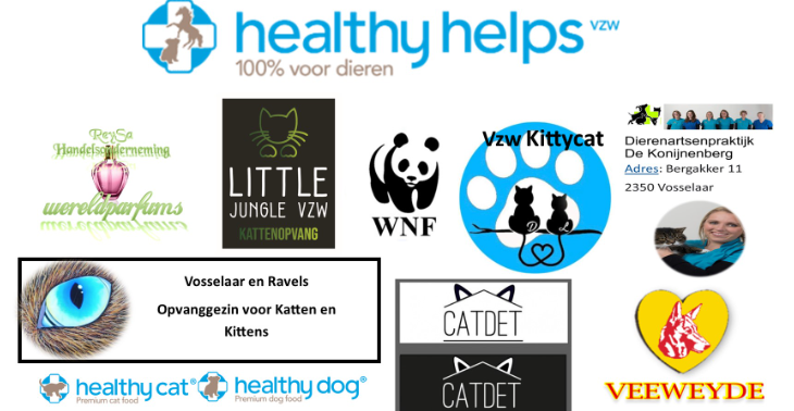 Help zwerfkatten en kittens in de regio en ook voor andere dieren in nood