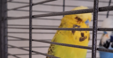 Sammeln für bedürftige Tiere