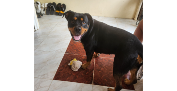 Helft uns, unsere geliebte Ronja nach Hause zu bringen