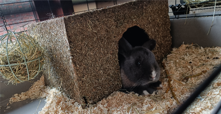 Help snoetje aan nieuw buitenhoek