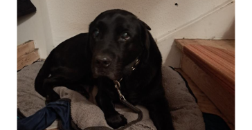 Schmerztherapie für unseren Labrador