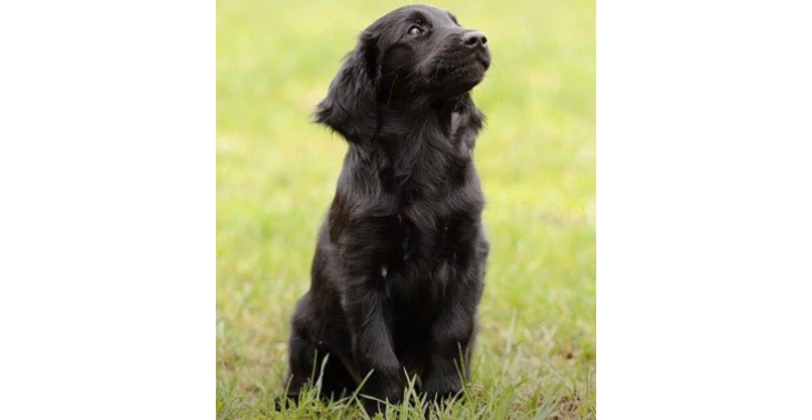 Help jij mij aan een assistentiehond voor PTSS?