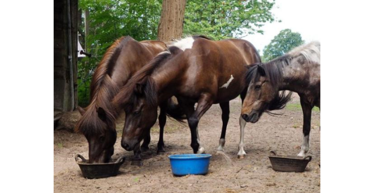 Medizin &amp; Nahrung für unsere Tiere - Medicine &amp; food for our animals