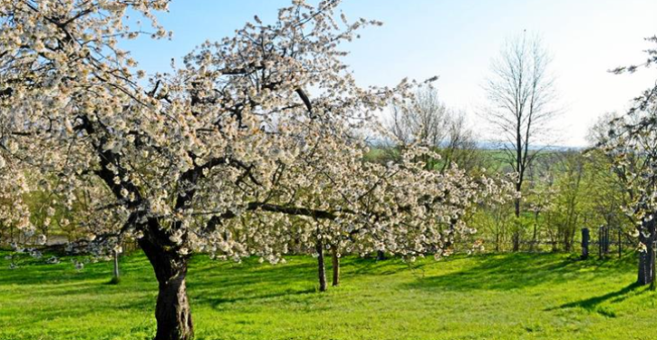 Dein Obstbaum - unsere Obstwiesen