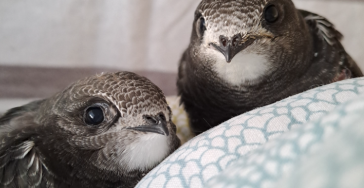 Hilfe für die Pflege von Wildtieren