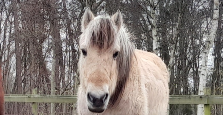 Help aub Merry opdat men haar been kan behandelen