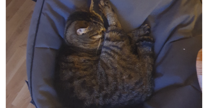 Katze für Futter