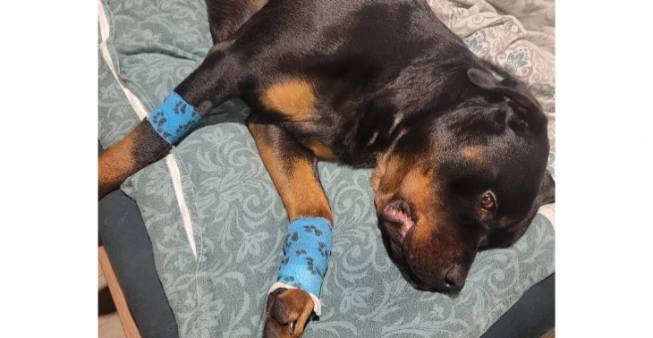 für einen tollen Hund