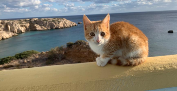 Sterilisatie katten Fokia Karpathos