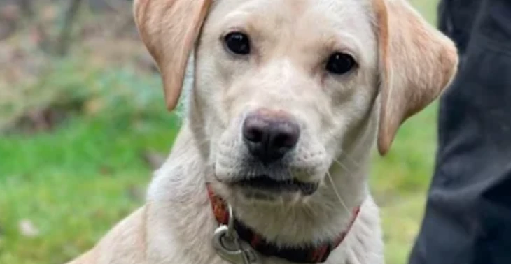 Anschaffung und Ausbildung eines Epilepsiewarnhund