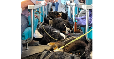 6 Oktober 2e editie Berner Sennen en Newfoundlanderhonden IN DE KAREL TREIN