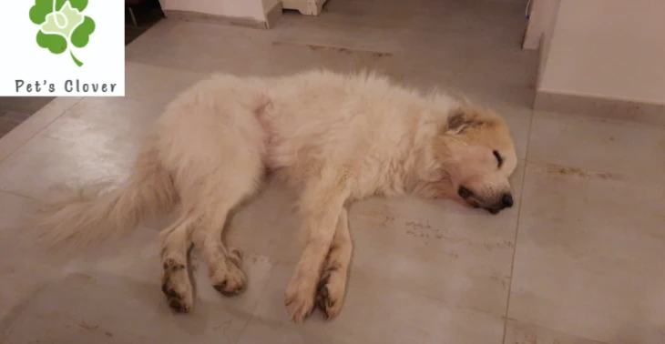 Asielhond Loeke werd geopereerd aan een maagtorsie door ondergewicht