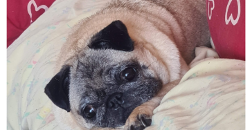 Spenden für meinen Geliebten Hund!