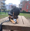 paco 2