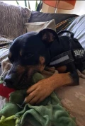 paco 3