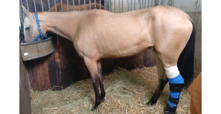 Gewond paard in dierenkliniek