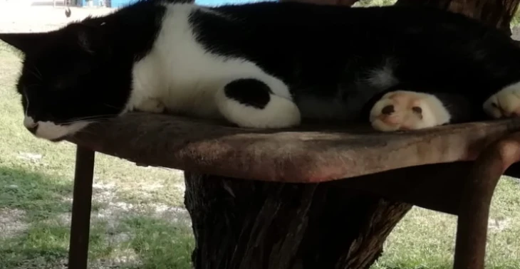 Kattenopvang Bonaire