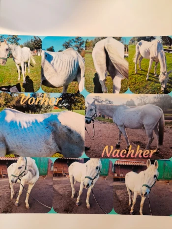 img 20240115 wa0030.