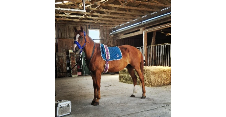 Tierarztrechnung Willi braucht Hilfe