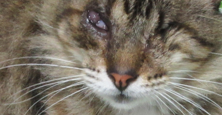 Help to save my cat&#039;s eye