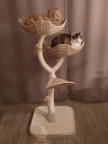 catto's
